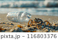 Crab and plastic waste on beach 116803376