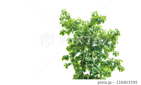 A cut-out of a teak tree on a white background with clipping paths. A cut-out of a teak tree on a white background with clipping paths. 116803595