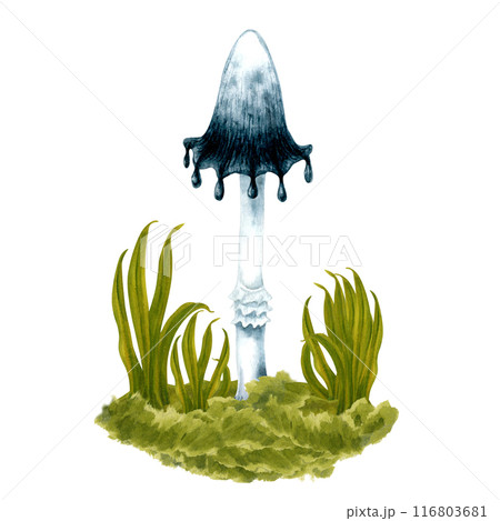 Black and white poisonous watercolor toadstools in green grass on a lawn in the forest. Botanical illustration isolated on white background for Halloween, poisons, magic, witch, medicine, harvest Black and white poisonous watercolor toadstools in green grass on a lawn in the forest. Botanical illustration isolated on white background for Halloween, poisons, magic, witch, medicine, harvest 116803681