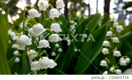 Lily of the valley flowers in the spring in the forest. 116803724