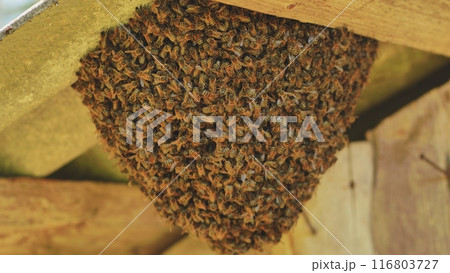 A hive of wild bees have attached themselves to the barn. 116803727