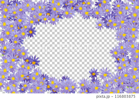 Shion flower card 1 Shion flower card 1 116803875