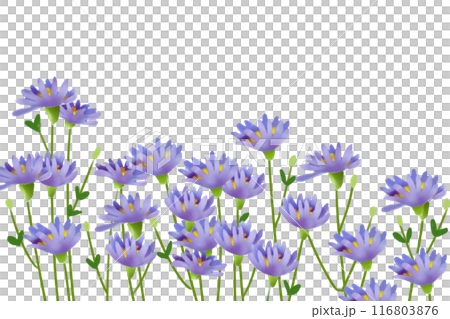 Shion flower card 1 116803876