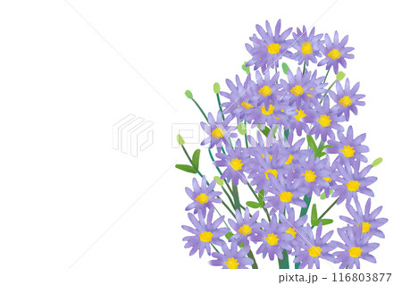 紫苑（シオン）の花のカード2 116803877
