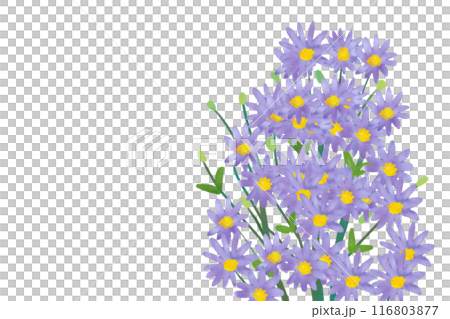 Shion flower card 2 Shion flower card 2 116803877