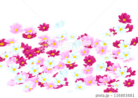 コスモスの花のカード2 コスモスの花のカード2 116803881