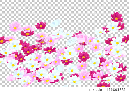 コスモスの花のカード2 コスモスの花のカード2 116803881