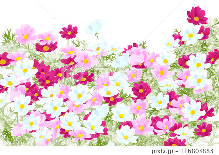 コスモスの花のカード4 116803883