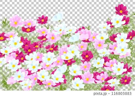 コスモスの花のカード4 116803883