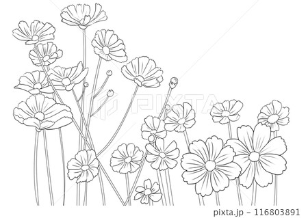 コスモスの花のカード7 116803891