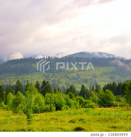 Misty Carpathian mountain valley. 116803934