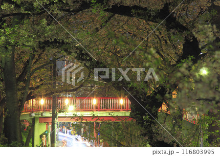 田園調布本町 桜坂 桜橋 夜景 田園調布本町 桜坂 桜橋 夜景 116803995