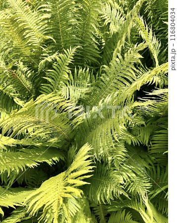 Green ferns in the garden close-up. Nature background. Sustainable Climate Visuals Green ferns in the garden close-up. Nature background. Sustainable Climate Visuals 116804034
