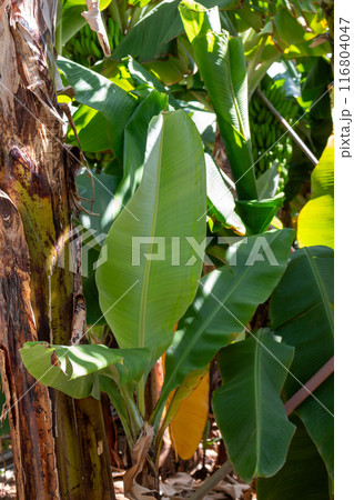 Banana leaves on trees in a farm, Madeira, Portugal 116804047