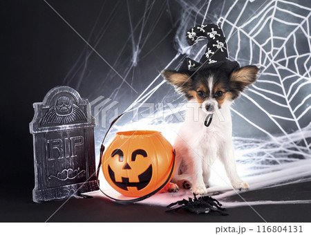 puppy papillon dog in studio puppy papillon dog in studio 116804131