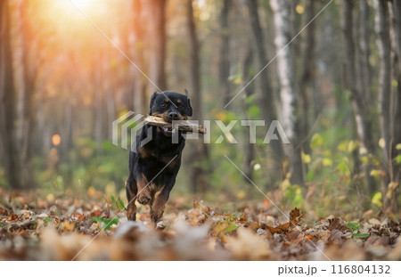 rottweiler in nature rottweiler in nature 116804132