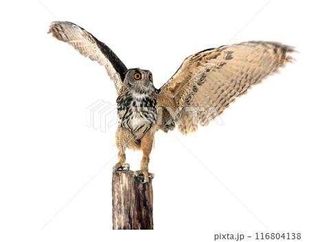 Eurasian eagle-owl in studio 116804138