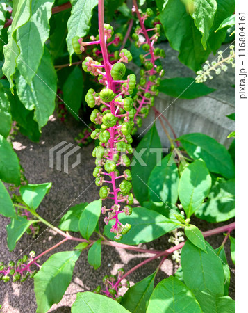 ヨウシュヤマゴボウ_ 洋種山牛蒡の緑色の実 116804161