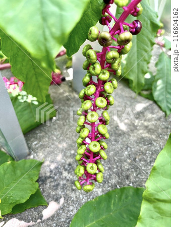 ヨウシュヤマゴボウ_ 洋種山牛蒡の緑色の実 ヨウシュヤマゴボウ_ 洋種山牛蒡の緑色の実 116804162