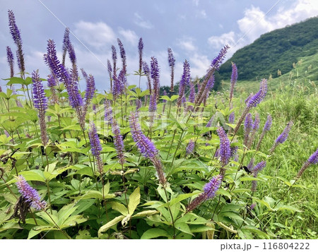 クガイソウ_九蓋草_九階草_ 7月の谷川岳ロープウェイ天神平駅近くに咲く花 116804222