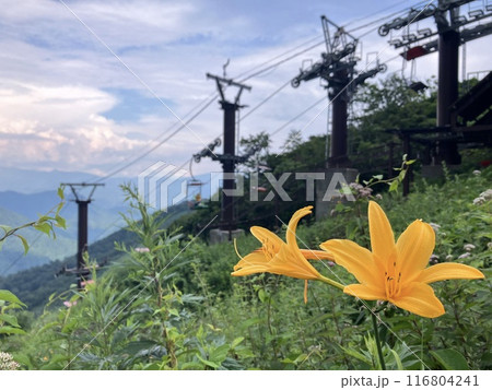 谷川岳に咲くユリ_ ニッコウキスゲ 116804241