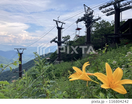 谷川岳に咲くユリ_ ニッコウキスゲ 116804242