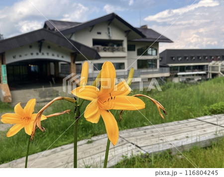 谷川岳に咲くユリ_ ニッコウキスゲ 116804245