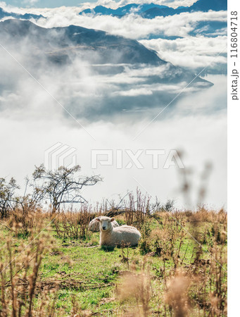 White sheep lying on grassland with foggy mountain White sheep lying on grassland with foggy mountain 116804718