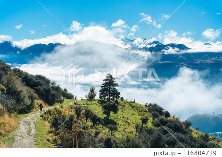 A tree glowing on hill in middle of foggy and mountain on sunny day at New Zealand A tree glowing on hill in middle of foggy and mountain on sunny day at New Zealand 116804719