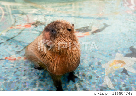 Capybara is the largest rodent sitting in the pool 116804748