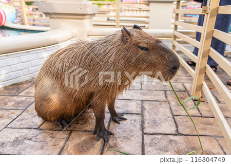Capybara is the largest rodent sitting in the pool Capybara is the largest rodent sitting in the pool 116804749