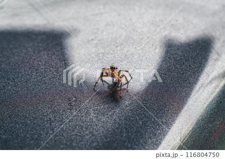 Curious tiny spider arthropod with eight legged Curious tiny spider arthropod with eight legged 116804750