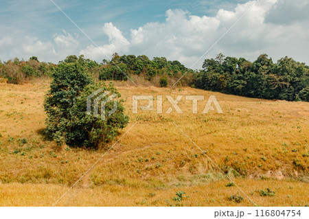 Landscape hills and fields with one big tree of Khao Yai, Thailand. 116804754