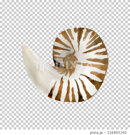 Watercolor underwater sea shell illustration. Hand drawn nautical element, marine style stripped shell for textile, poster, packing design. Sea and water love Watercolor underwater sea shell illustration. Hand drawn nautical element, marine style stripped shell for textile, poster, packing design. Sea and water love 116805192