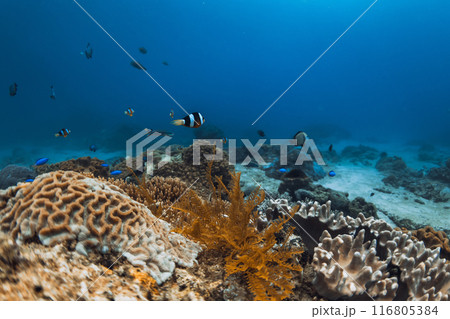 Underwater scene in sea with coral reef and groups of fish 116805384