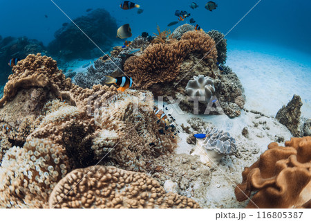Underwater scene in sea with coral reef and groups of fish 116805387