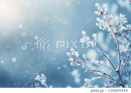 Serene Winter Landscape with Snowfall and Frost-Covered Branches at Sunrise 116805454