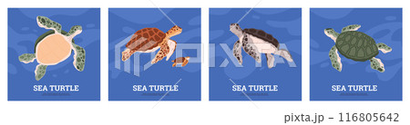 Educational sea turtle posters. Vector set Educational sea turtle posters. Vector set 116805642