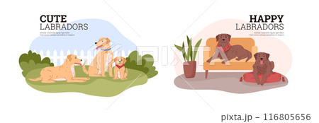 Labrador retriever breed dogs on the lawn and in the room vector illustrations set, cute friendly beige or brown pet 116805656