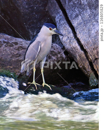 Black-crowned night heron on the border of the river with nice rocks as background 116805829