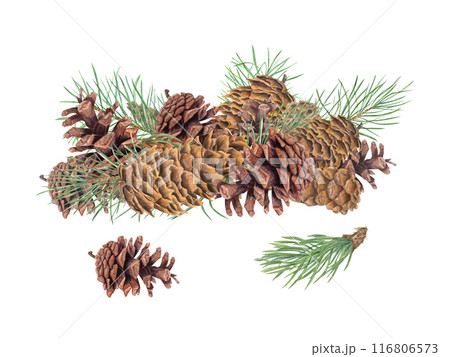 Brown Pinecones and green pine branches. Heap of winter decor. Evergreen with cones. Watercolor illustration. For nature themed projects, seasonal designs, educational materials about botany Brown Pinecones and green pine branches. Heap of winter decor. Evergreen with cones. Watercolor illustration. For nature themed projects, seasonal designs, educational materials about botany 116806573