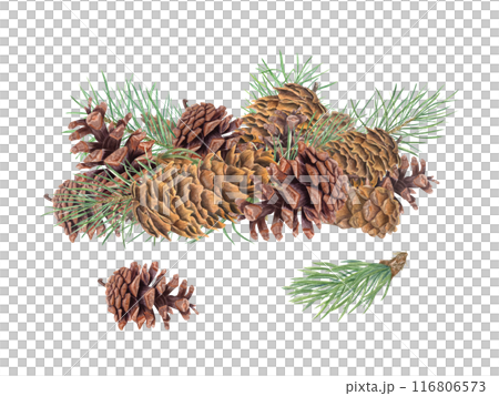 Brown Pinecones and green pine branches. Heap of winter decor. Evergreen with cones. Watercolor illustration. For nature themed projects, seasonal designs, educational materials about botany 116806573