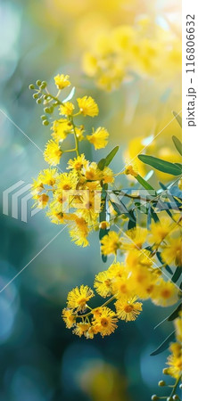 Sunny Yellow Mimosa Flowers in Glass Vase Indoors Sunny Yellow Mimosa Flowers in Glass Vase Indoors 116806632