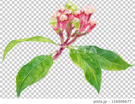 クローブの花　水彩イラスト 116806677