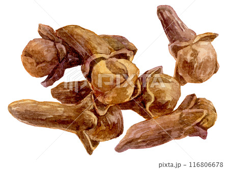 たくさんのクローブ　水彩イラスト 116806678