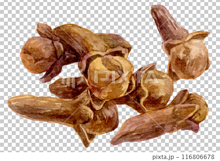 たくさんのクローブ　水彩イラスト 116806678