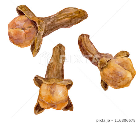 クローブの水彩イラスト クローブの水彩イラスト 116806679