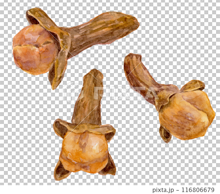 Clove watercolor illustration 116806679