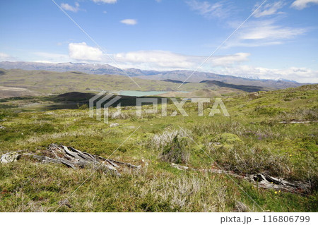 Nature on w trek, Patagonia 116806799
