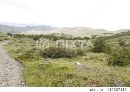 Nature on w trek, Patagonia 116807116